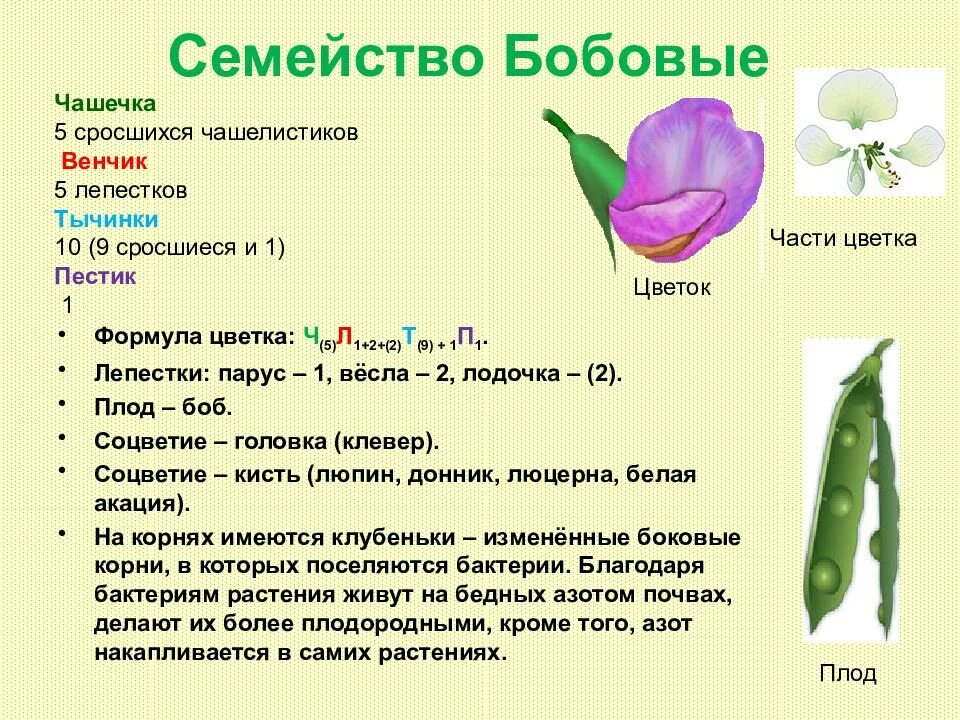 Число чашелистиков у двудольных. Формула цветка семейства бобовые. Семейство двудольные семейство бобовые. Семейства бобовые цветок характеристика. Семейство бобовые формула цветка ч 5 л 1 + 2 +.