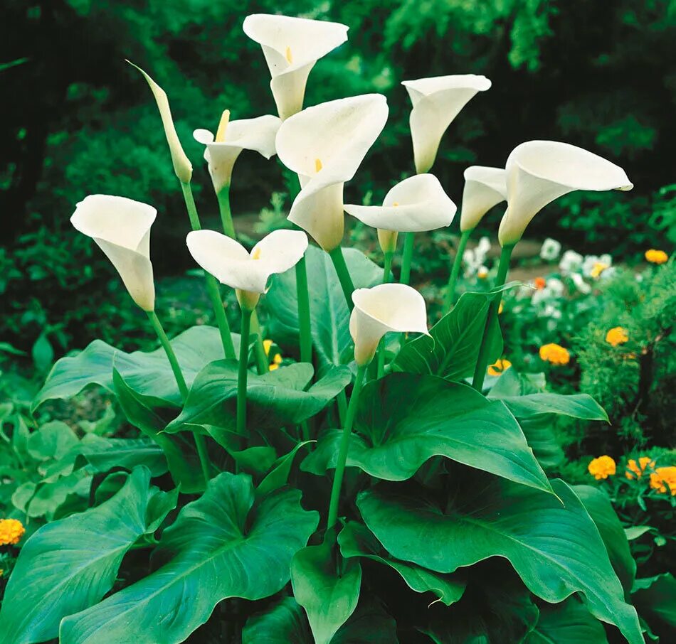 Калла сайгон. Калла(zantedeschia) albomaculata. Калла ред сокс. Калла zantedeschia cantor. Zantedeschia aethiopica.