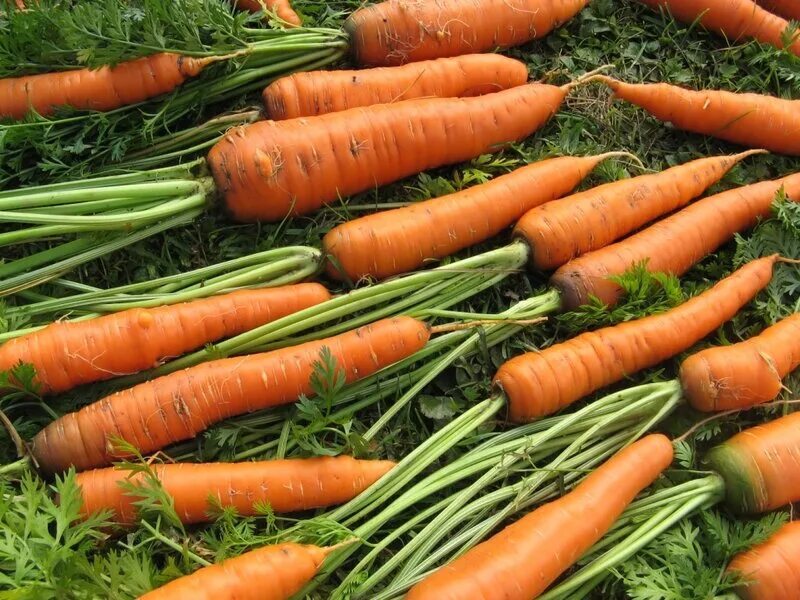 Лучшие сорта моркови для средней полосы. Морковь Королева осени. Морковь сорт Королева осени. Семена морковь Королева осени.