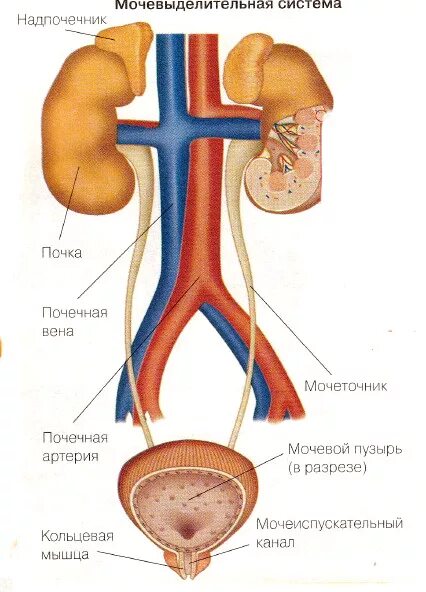 Вена артерия мочеточник. Мочевыделительная система мочевая система человека. Структура выделительной системы человека. Органы выделительной системы мочевой пузырь. Строение почек и мочеиспускательной системы.