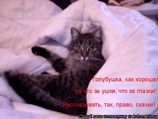 Ну что за что за глазки. Котик идет спать. Кот спи уже.