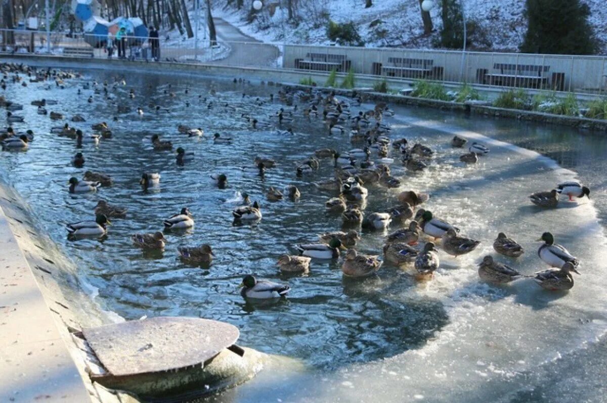 Парк Дельфин Воронеж. Утки зимой в городе. Зимнее озеро с уточками. Скопление уток.