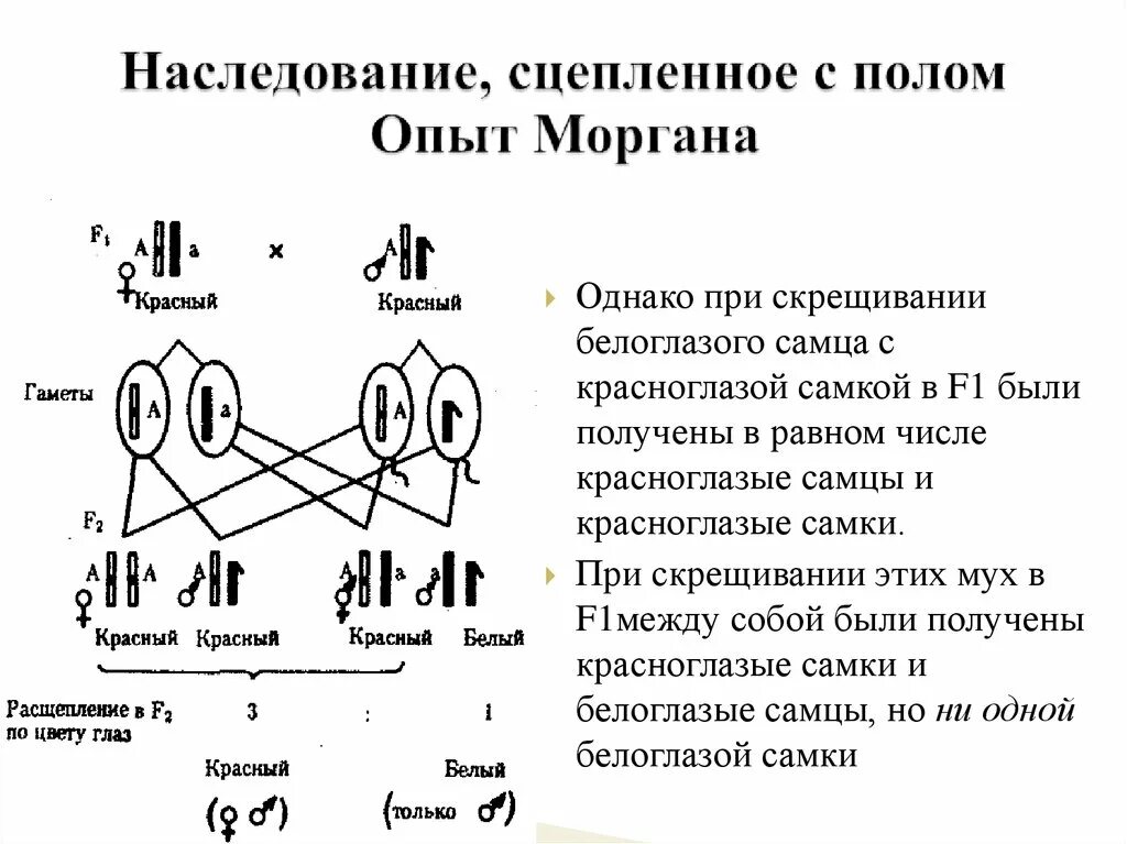 Сцепленное с полом наследование - опыты т.Моргана. Опыт т.Моргана, доказывающий сцепленное наследование. Наследование признаков сцепленных с полом по Моргану. Сцепленное наследование расщепление по генотипу.