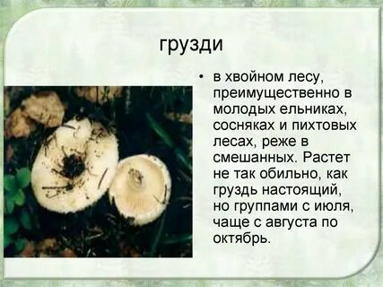 Груздь какой род