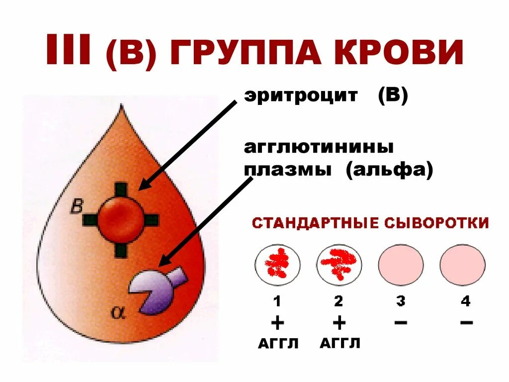 Резус отрицательный эритроцит