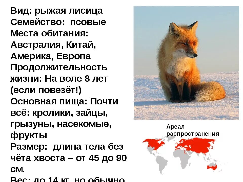 Характеристика рыжая лисичка ищет местечко для отдыха. Лиса продолжительность жизни. продолжительность жизни лисы в природе. характеристика лисы. лиса рыжая описание.