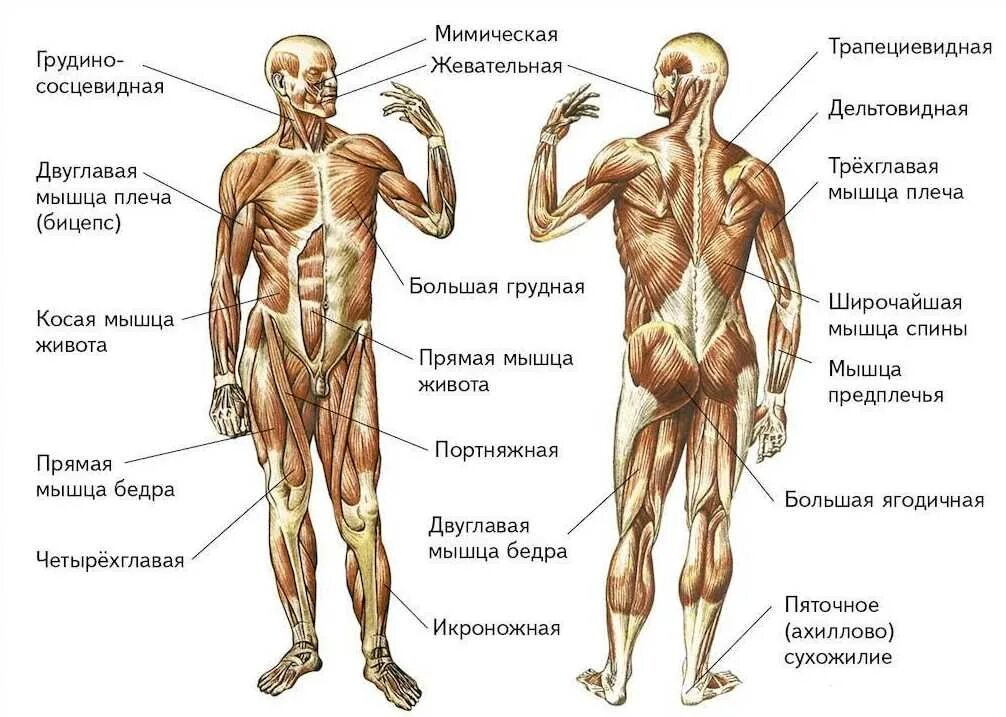 Мышцы туловища и конечностей вид спереди. Главная мышца тела