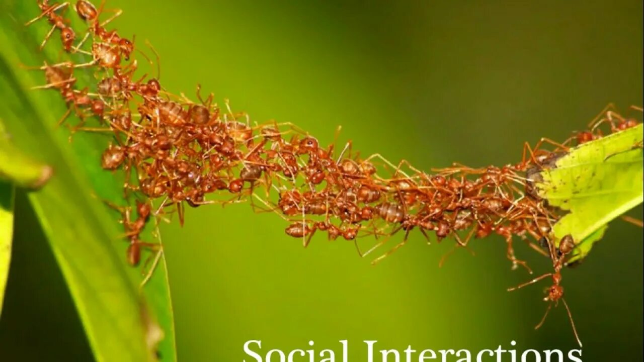 Oecophylla smaragdina. Сельское хозяйство муравьев. Ant building. Муравей трудится. Муравей листорез матка.