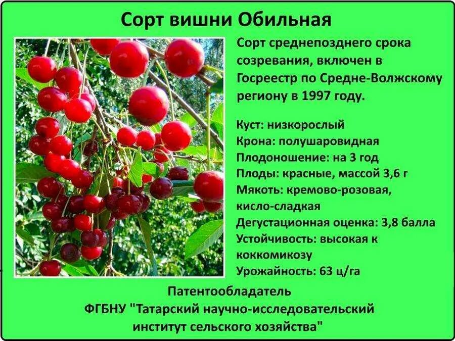 Вишня сорта для средней полосы. Сорта вишни названия. популярные сорта вишни. сорта вишни для средней полосы. вишня низкорослая сорта.