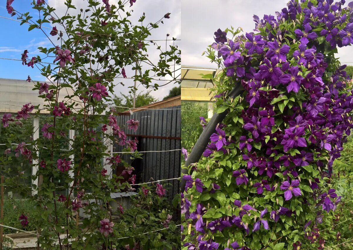 Клематис сорта элеганс. Клематис purpurea Plena elegans. Клематис Jackmanii purpurea. Клематис пурпурный Элеганс. Клематис Ботанический Пурпуреа плена Элеганс.