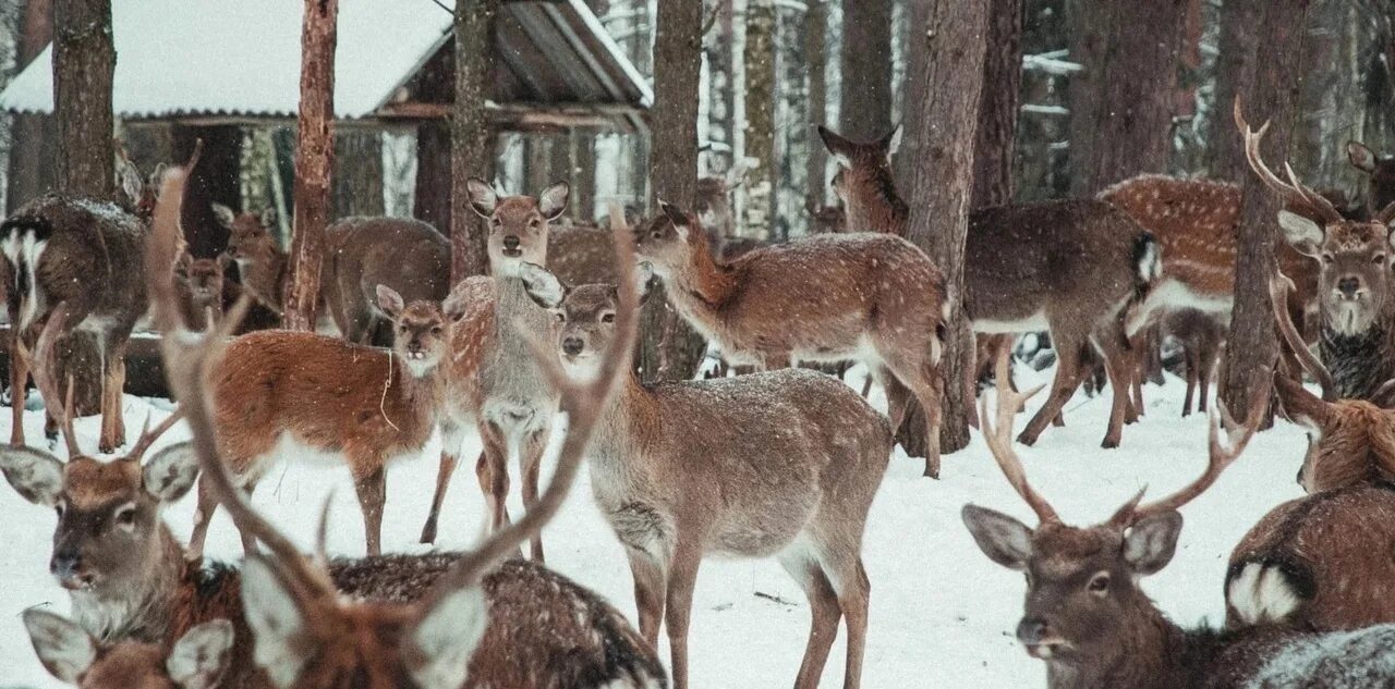 Оленья ферма городецкий