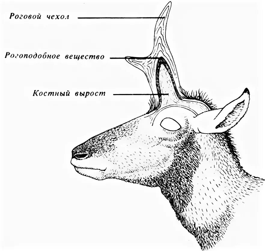 Отряд парнокопытные. Строение черепа парнокопытных. Роговые образования кожи млекопитающих. Кочевой образ жизни животных примеры. Полые рога животных.