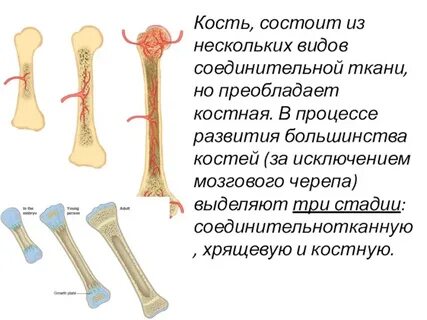 Кость состоит из ткани тест