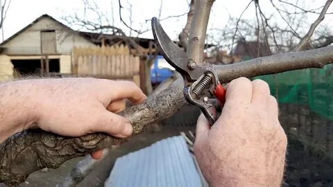 Удаление волчков