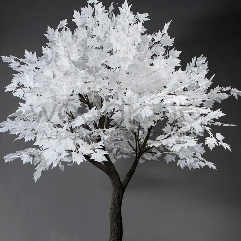 Populus alba тополь белый. Populus alba тополь белый. Дерево с белыми листьями. Белый клён 4. Белое дерево.