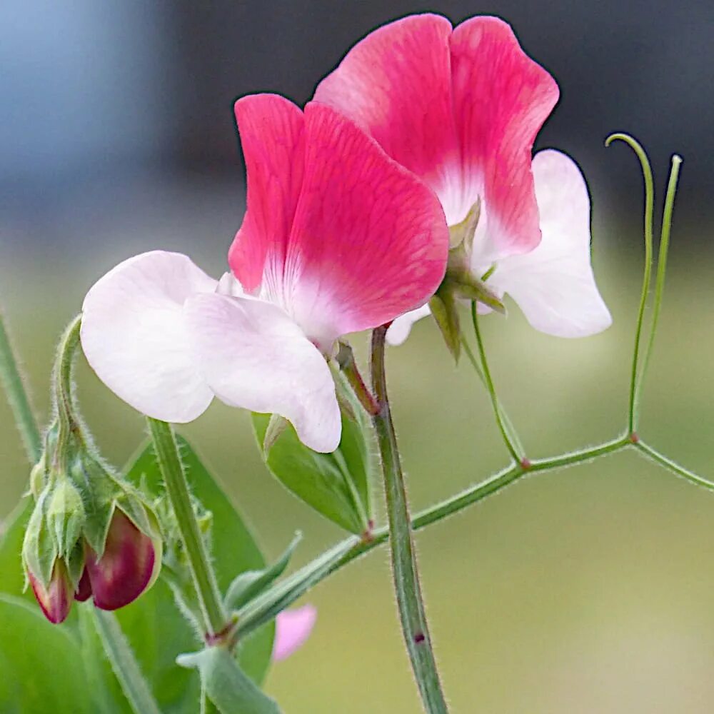 Душистый горошек (Lathyrus odoratus). Вьюнок душистый горошек. Душистый горошек Барлетта. Душистый горошек Матукана.