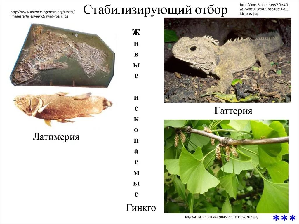 Латимерия и гаттерия. Латимерия стабилизирующий отбор. Гаттерия стабилизирующий отбор. Гинкго стабилизирующий отбор.