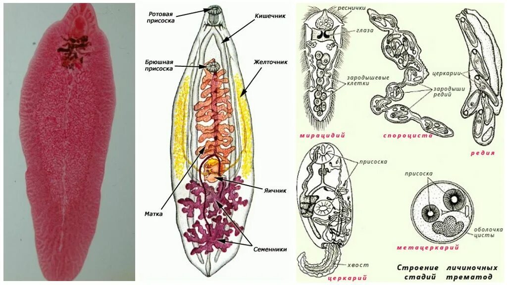 Марита кошачьего сосальщика. Ланцетовидная двуустка строение. Печёночный Сосальщие Тотальный препарат. Строение сосальщиков червей. Кошачий сосальщик строение.