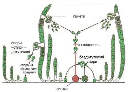 Бесполое поколение улотрикса