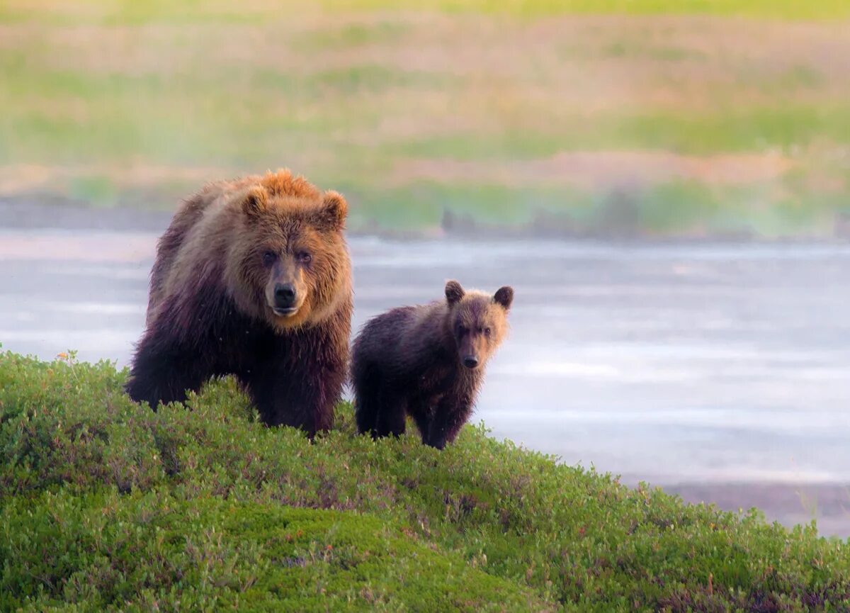 кроноцкий заповедник камчатка фауна. кроноцкий заповедник соболь. камчатка биосферный заповедник. кроноцкий заповедник медведи. кроноцкий заповедник фауна.