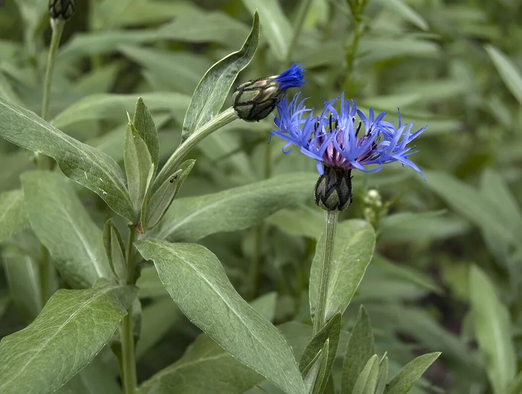 Род василька. Василек горный (Centaurea Montana). Василек горный (Centaurea Montana `Alba`). Василек горный, подбеленный. Василек 'pulchra Major'.