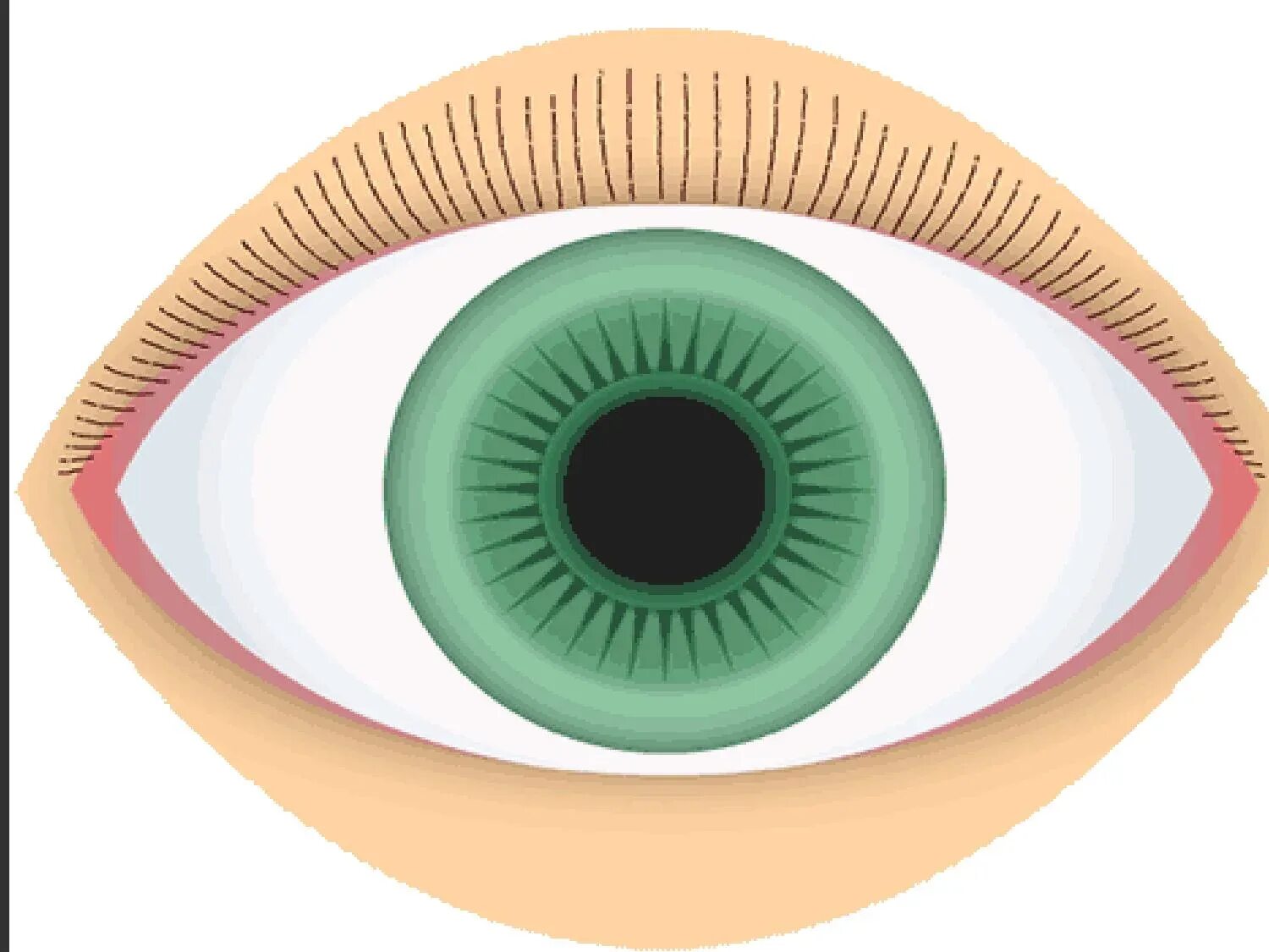 Eye animation