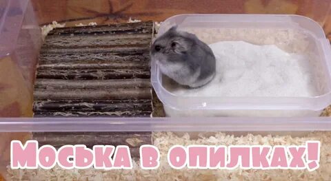 Новый миллион в хомяке