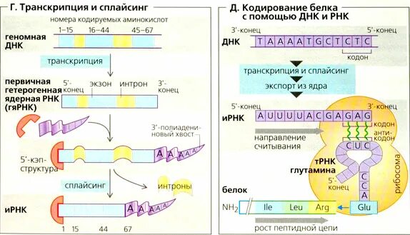 белок кодирующие рнк