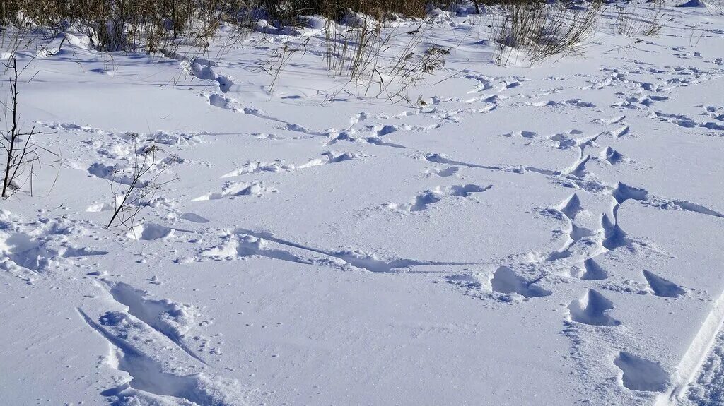 Широкий двор был покрыт сияющим белым