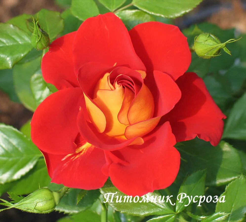 РУСРОЗА питомник розы флорибунда. Флорибунда красная двухцветная. Питомник русроза каталог на весну