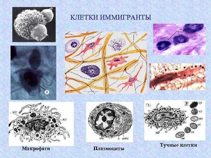 Макрофаги клетки соединительной ткани. Макрофаги гистология. Тучная клетки гистология ткани. Макрофаг гистиоцит гистология. Макрофаги в тканях