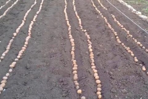 На сколько сажать картошку