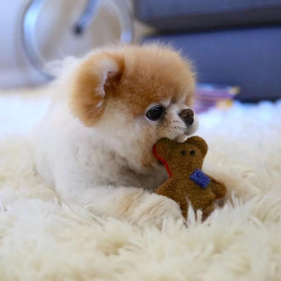 Самый милый песик. Померанский шпиц jiffpom. Порода собак шпиц мишка. Померанский шпиц джифф. Самый милый песик.