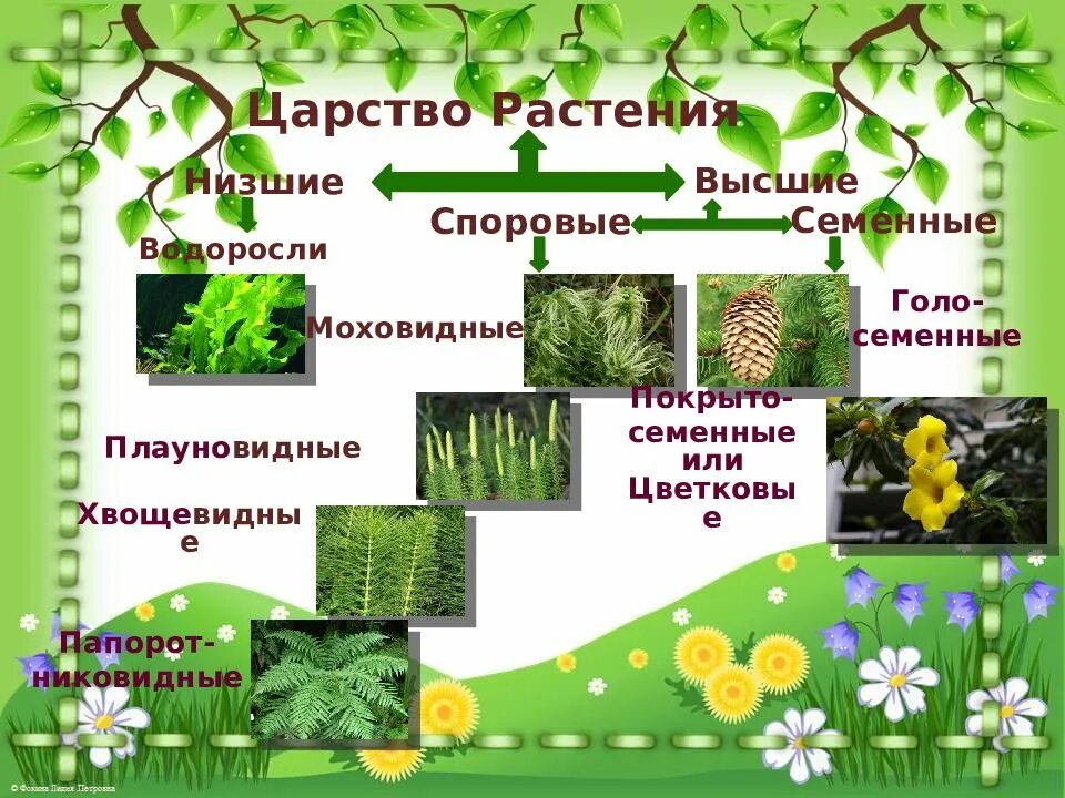 Как называется царство растений. Царство растений. группы царства растений. строение царства растений. биология тема царство растений.