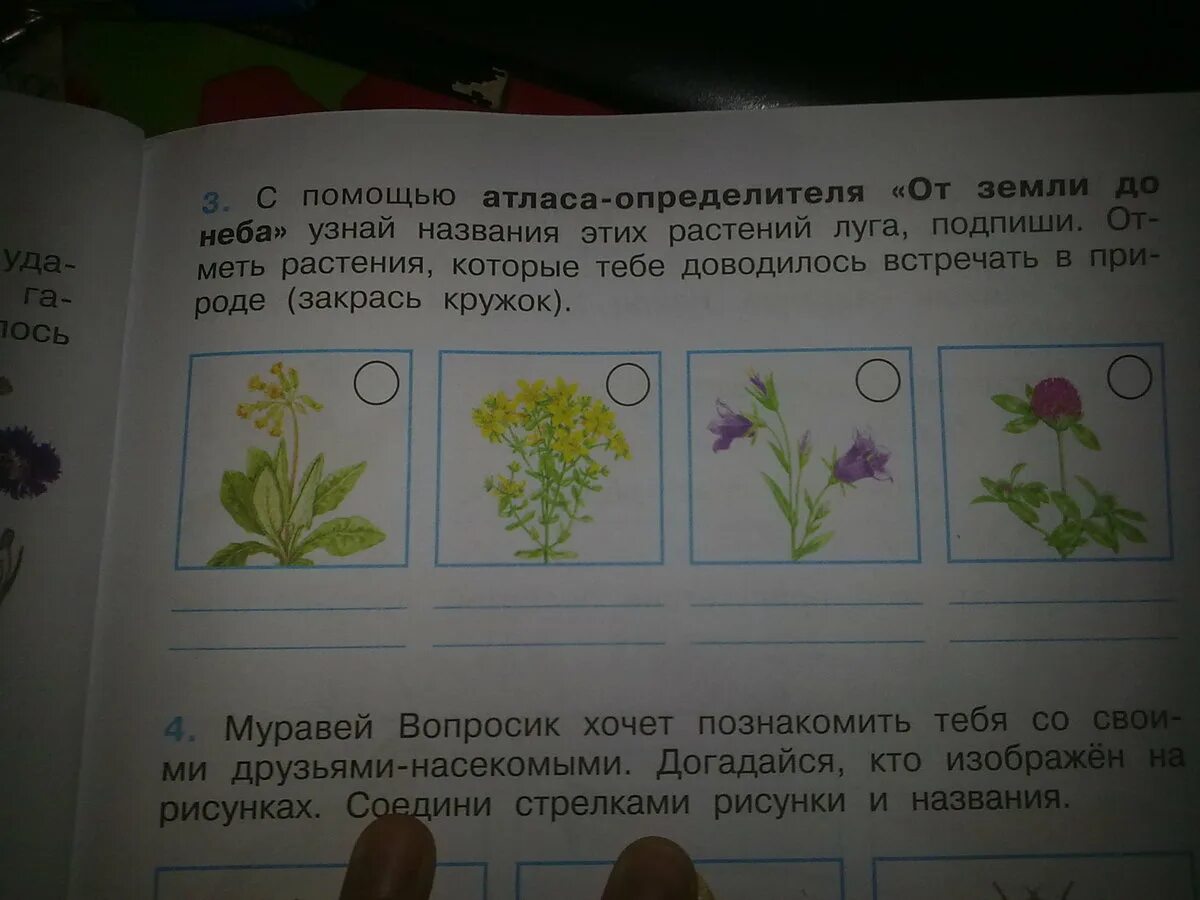 Окружающий 3 класс страница 83. Окружающий мир. Цветы.. Подпишите названия растений. Название растений по окружающему. Цветы по окружающему миру 1 класс.