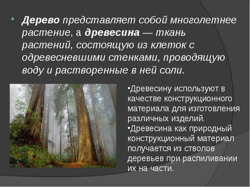 План игрового уровня представляет собой дерево. Что представляют собой древесина. древесина представлена. дерево характеристик качества. ткани древесины.