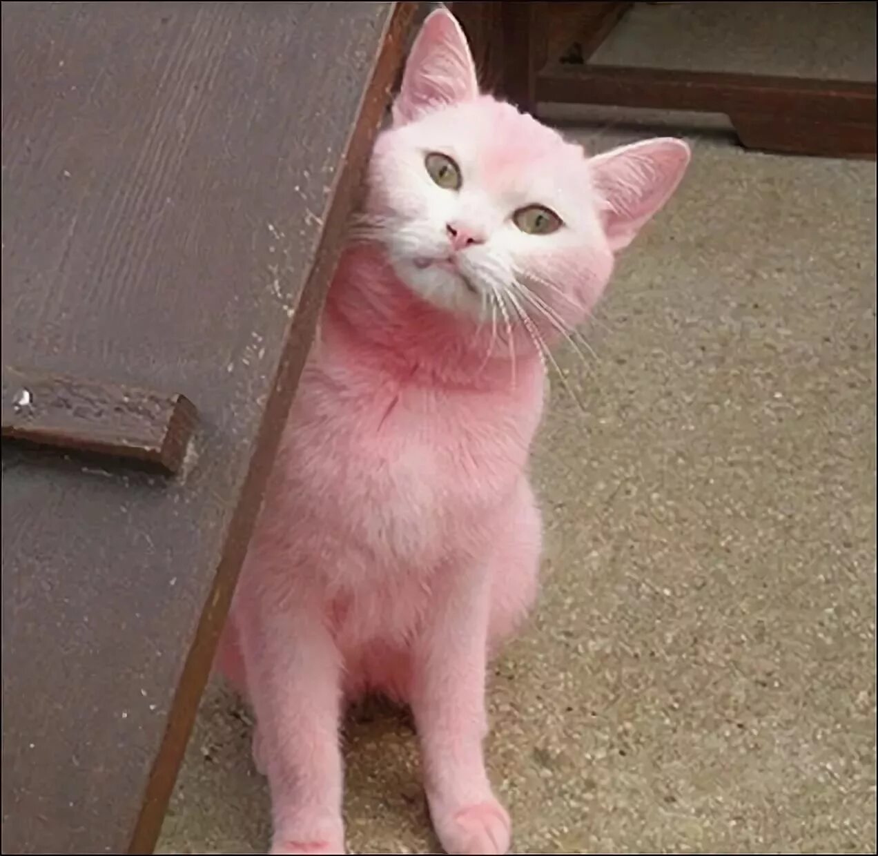 Про розовых кошек. Кошка розового цвета. Розовая кошка. Розовый пушистый кот. Розовый котенок.