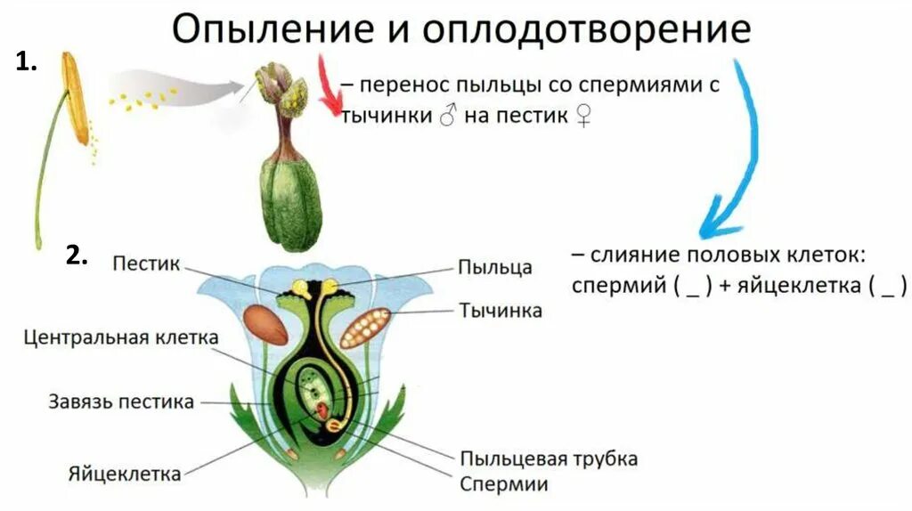 Ботаническая наука изучающая оплодотворение растений. Размножение и оплодотворение у растений. Оплодотворение цветковых растений 6 класс. Схема оплодотворения у цветковых растений. Половое размножение растений 6 класс.