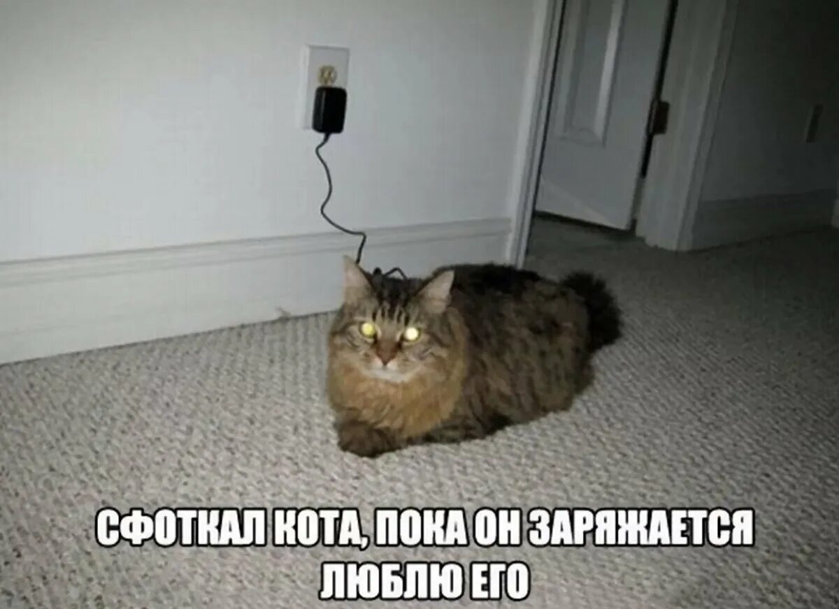 Ржачные коты мемы. Смешные котики с надписями. прикольные коты с надписями. мемы с котами и надписями.