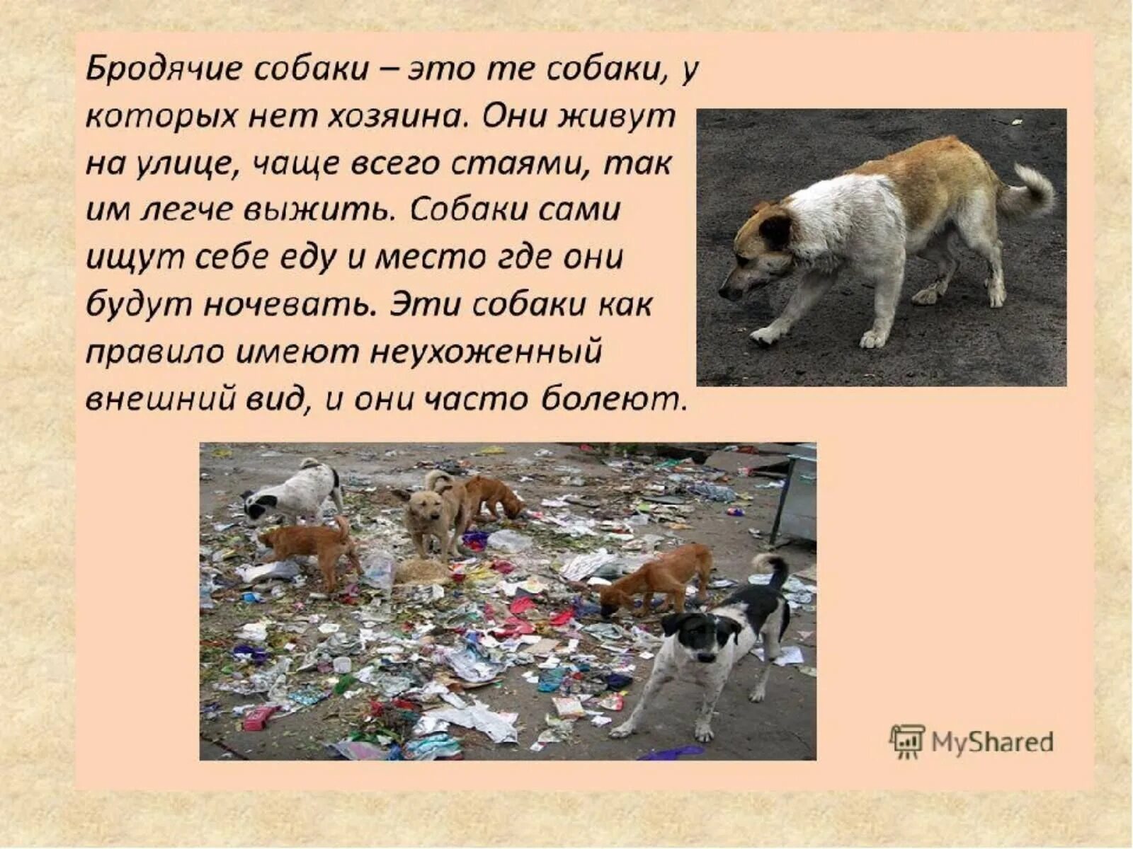 Что опасно есть собакам. Поведение с бездомными собаками. правила поведения с бездомными собаками. бездомные животные. правило поведения с собакой.