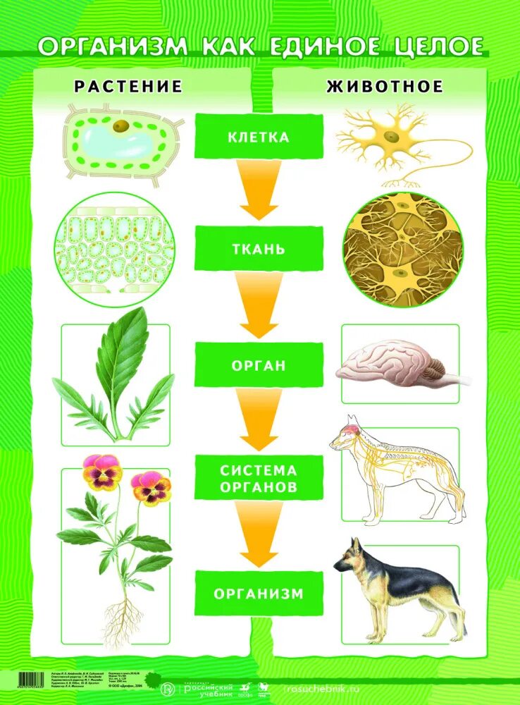 Организм единое целое. Уровни организации организма растения. Наглядный материал по биологии. Схема биологических организмов.