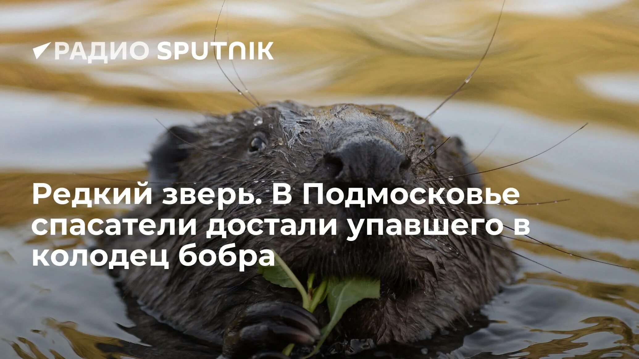 Достать бобра