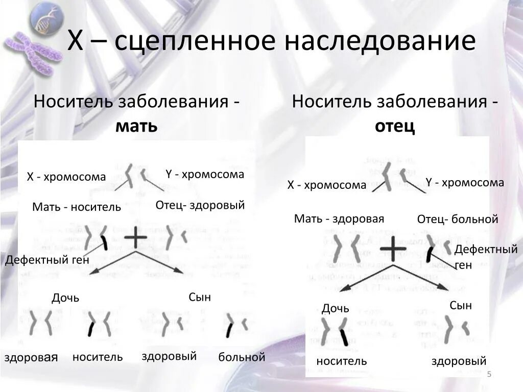 X сцепленное наследование это. Сцепленное наследование схема. X И Y сцепленное наследование. Сцепленное рецессивное наследование мать носитель.