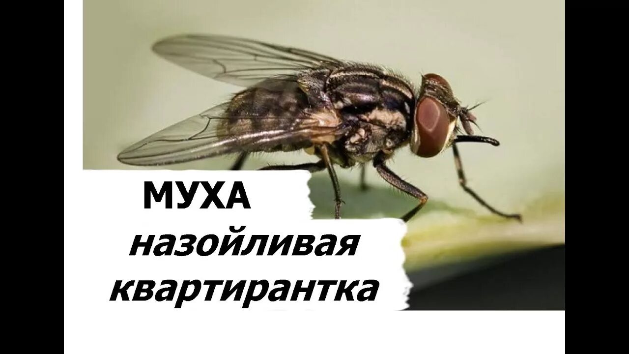 Надоедливая муха. Муха картинка. Стих муха. Надоеда муха. Приставучие мухи.