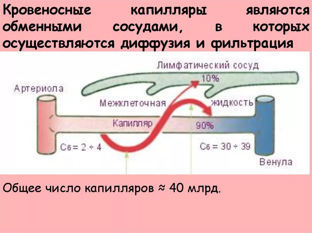 Возврат жидкости в кровеносную систему. Капилляры-сосуды, в которых. Диффузия в капиллярах.