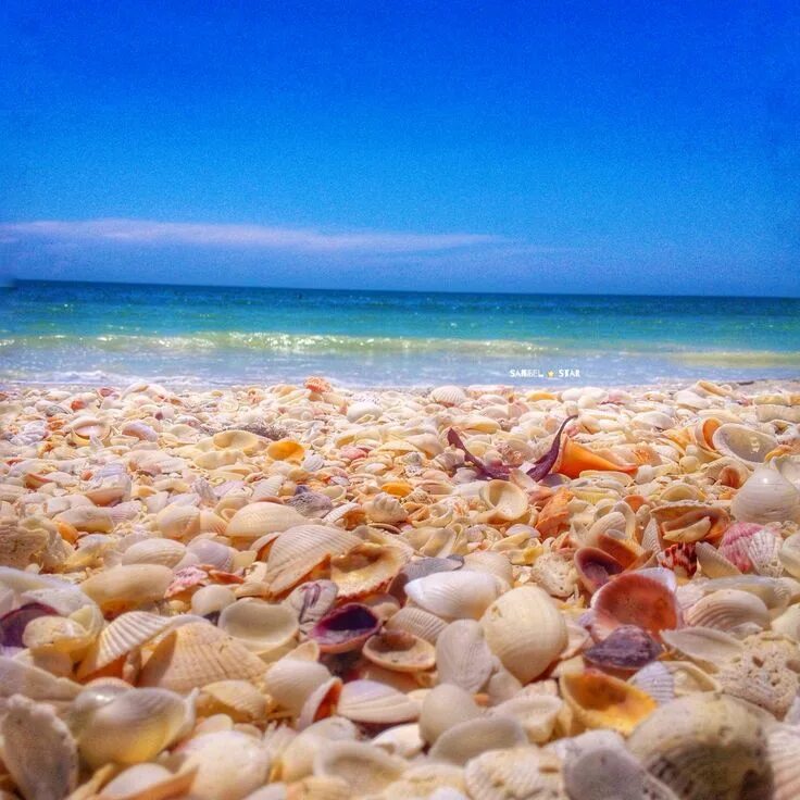 Остров Санибел. Санибел Beach. Пляж на острове Санибел. Seashell острова. Shell island