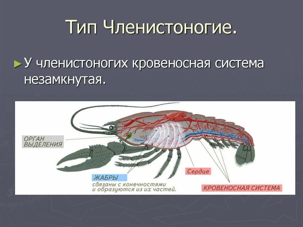 Членистоногие какой тип. Незамкнутая кровеносная система у членистоногих. Кровяная система членистоногих. Тип Членистоногие кровеносная система. Эволюция кровеносной системы у членистоногих.