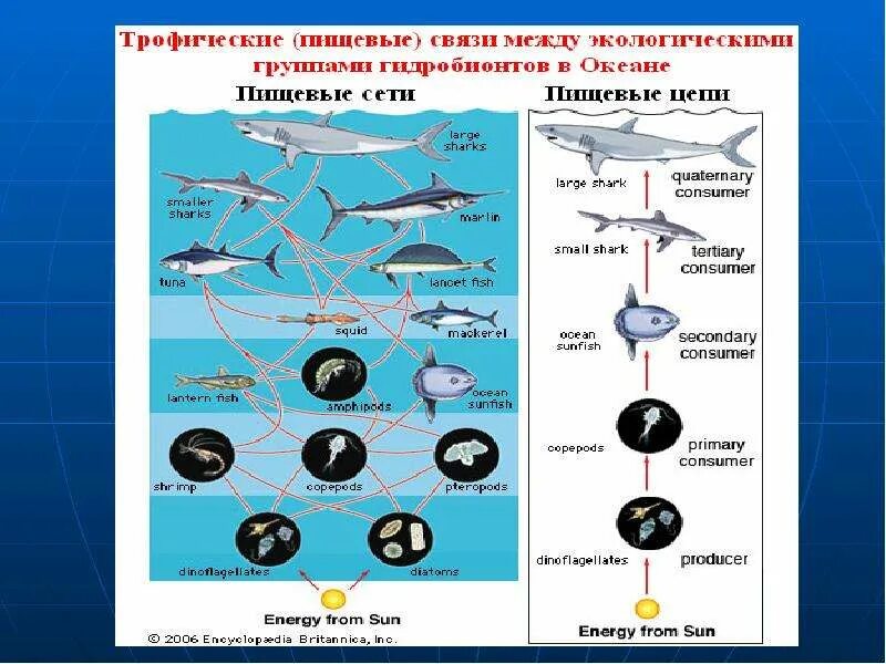 Экологические группы рыб. Экологические группы рыб таблица. Экологические группы в океане. Классификация водных организмов. Группы водных организмов таблица