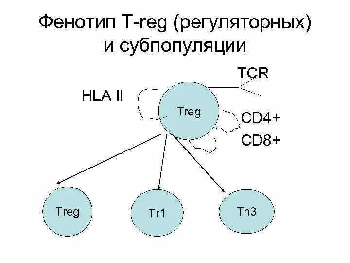 Субпопуляция т лимфоцитов. Популяции и субпопуляции т-лимфоцитов. Фенотип т лимфоцитов. HLA фенотип. Регуляторные т лимфоциты