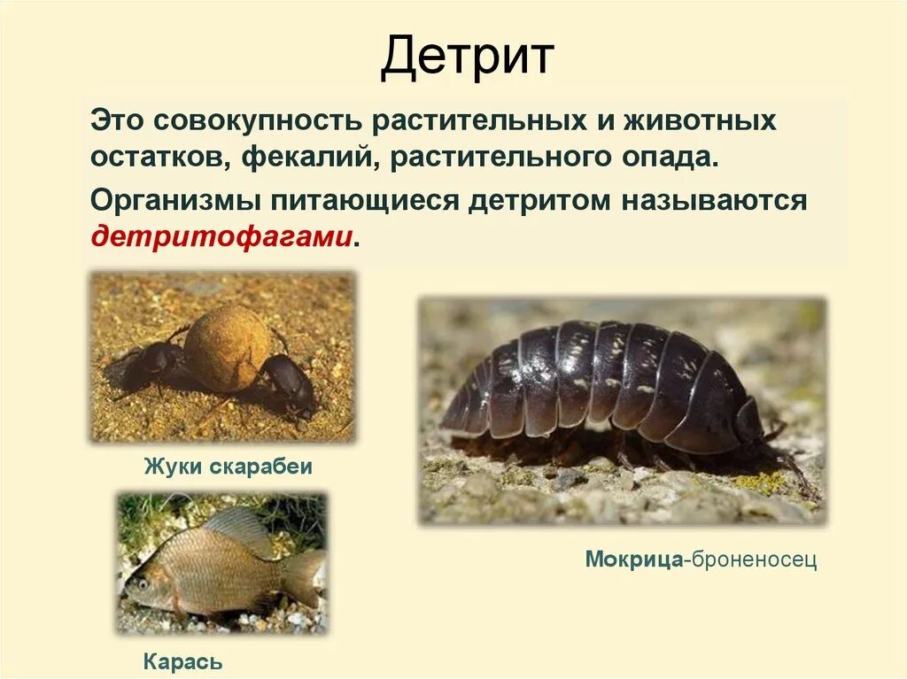 Детрит это. Детрит. организмы питающиеся детритом. растительный детрит. детрит это в экологии.
